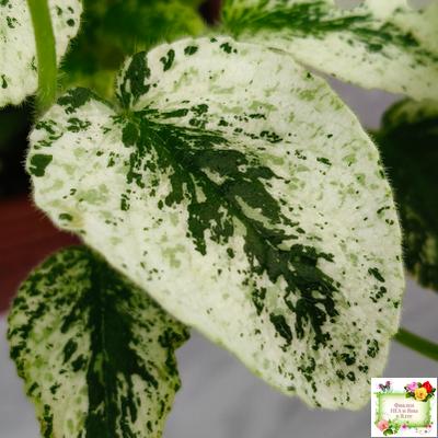 Alan’s Fallen Angel (A.Murphy) трейлер