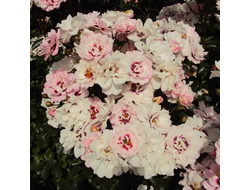 Эсфирь, Королевой Персии (Сhewdelight) гибрид гультемии персидской ВЕСНА