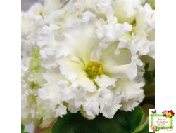 АВ-Легенда о Золотой Луне (Фиалковод) 2023 г. (лист посажен 04.09.25)