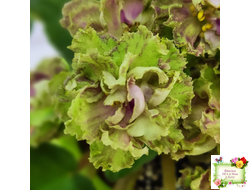 Allegro Pink Pistachio (J.Stromborg) (10765) 06/25/2015