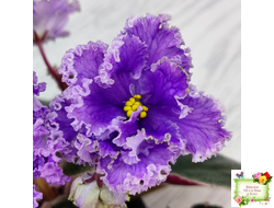 Н-Озёрный Край (Н. Бердникова) 2018