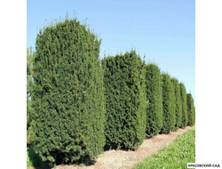 Тис средний Хиксии - Hicksii