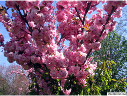 Вишня Канзан - Kanzan