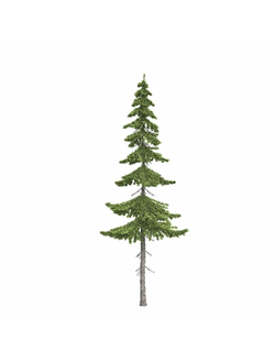 хвойные Ель fir-tree_03