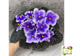 Dn-Огни Бродвея (Д. Денисенко) 2020 г.