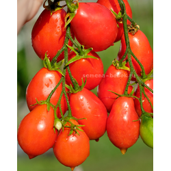 Томат Матрешка, 10 шт