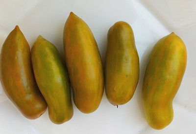 Томат Зеленая сосиска (Green Sausage, Грин Сосидж)