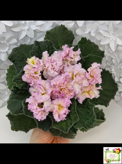 РМ-Яринка (Н. Скорнякова) 2021 г.