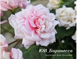 Пеларгония Баронесса