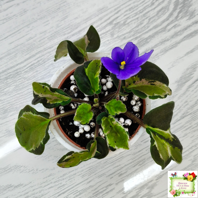 СФ-Томная Жозефина (С. Фатеева) листовая химера