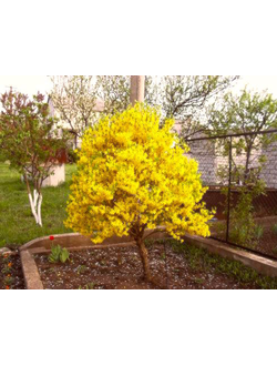 Форзиция промежуточная Mikador