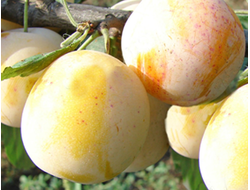 Ренклод ранний (слива)