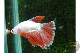 Петушок, Бойцовая рыбка, Betta splendens