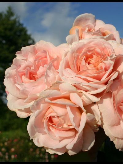 Кремоза (Cremosa)