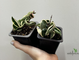 24/07/2025  ⁠Hoya Carnosa Regalis