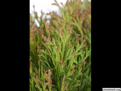 Туя Микки - Miky