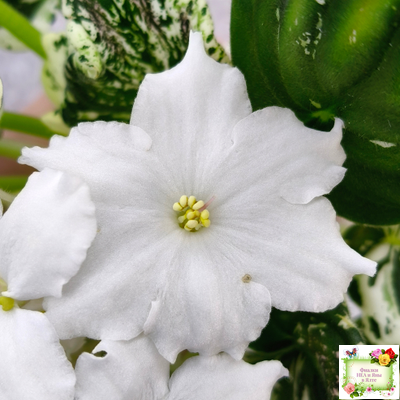 LV-Зюзя (Л. Шевелева) 2025 г. (лист укоренённый) трейлер