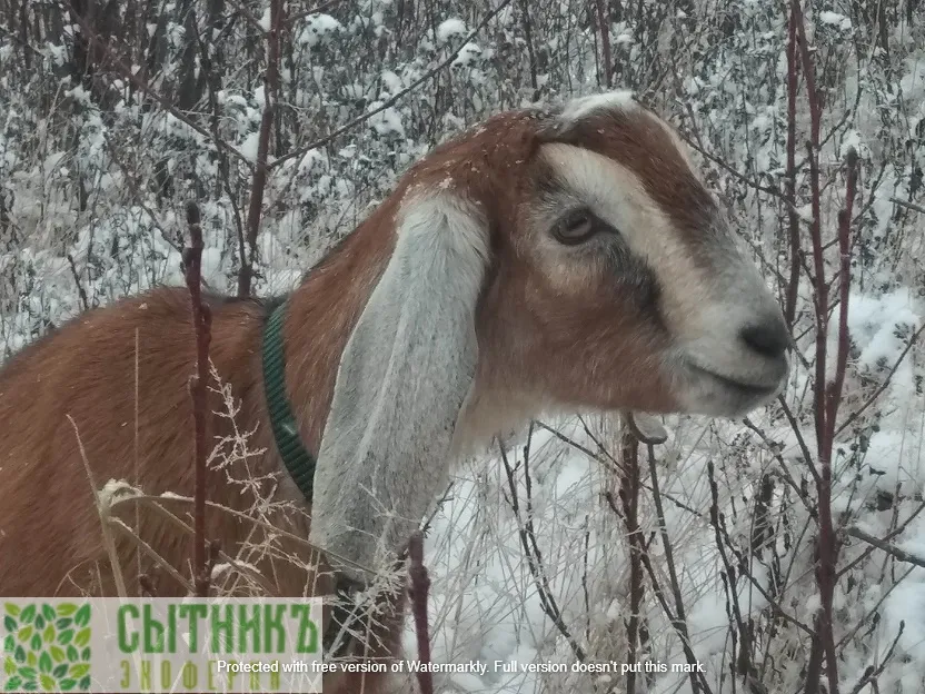 Зимняя прогулка нубийских коз