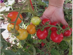 Томат Казино