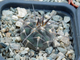 Gymnocalycium spegazzinii TOG 6 (D=15-20 мм)