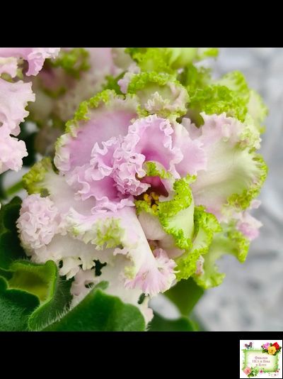 ЛЕ-Денди (Е. Лебецкая) 2011 г. (сортовой стартер)