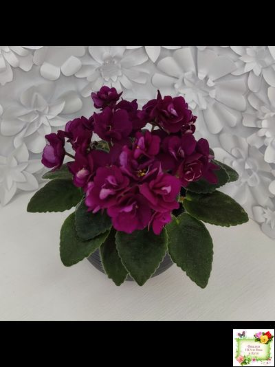 Precious Red (H. Pittman) (9724) 01/15/2007