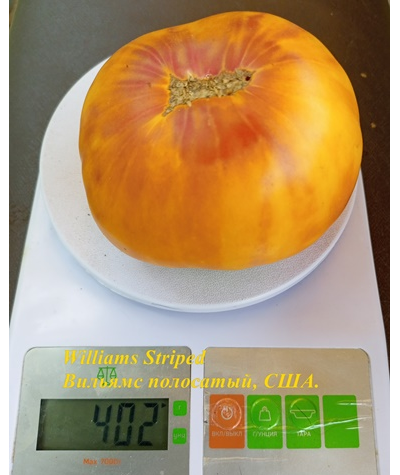 Томат Полосатый Вильямса (Williams Striped)