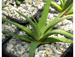 Haworthia attenuata - розетка с корнями