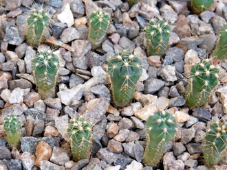 Gymnocalycium multiflorum (sensu Till, HT-2603) GN-4538 (Австрия) - D=10mm