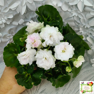 МТ-Кокилье (М. Тотиева) 2023 г.