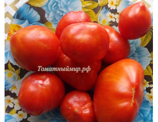 Бабушкино бычье. Томат углерод х бабушкино бычье сердце. Томат углерод бабушкино бычье сердце. Томат углерод х бабушкино бычье сердце. Бабушкино бычье сердце.