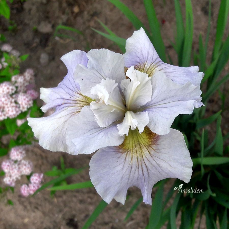 Iris sibirica Dawn Waltz  Ирис Дон Уолтц