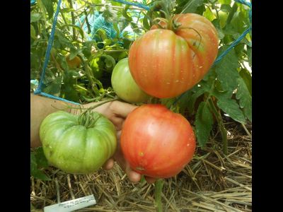 Томат Приамурский крупноплодный