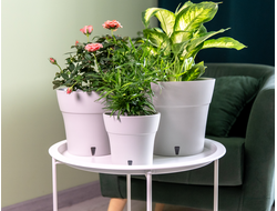 Комнатные цветы в наличии