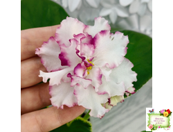 ВаТ-Волшебная Сказка (Т.Валькова) 2019 г. (лист посажен 17.09.25)