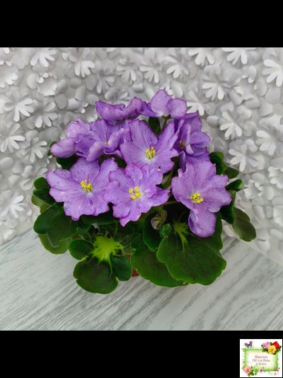 АВ-Девочка с Севера (Фиалковод) 2021 г.