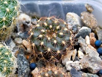 Frailea ybatense (D=12мм)