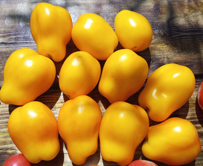 Томат Сливка Бендрика желтая