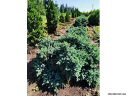 Можжевельник Блю Стар - Blue Star