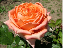 Эльдорадо. Ч\Г, Howard &amp; Smit