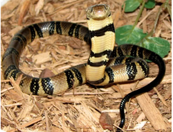 Кольчатая водяная кобра (Boulengerina annulata)