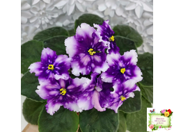 МТ-Свет Кометы (М. Тотиева) 2022 г.