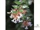 Abelia Grandiflora / Абелия Грандифлора