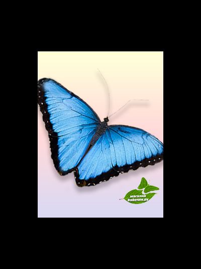 Голубой морфо размах крыльев 13-15 см.