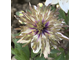 Anemone nemorosa Explosion