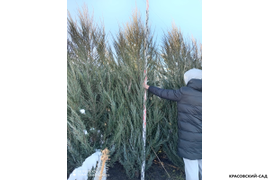 Можжевельник Блю Эрроу 3 метра - фото саженцев зимой - Красовский-Сад.рф