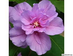 Гибискус Арденс - Ardens