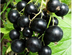 Изюмная(смородина черная)