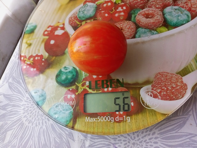 Томат гном Дельта Дивер желтый (Delta Diver yellow)  США