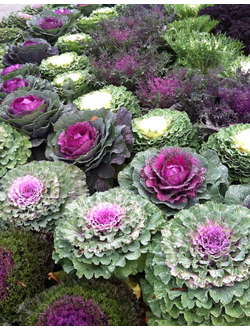 Капуста декоративная